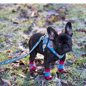 Cirque Soft Walking - Step In Dog Harness